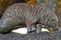 Pamätáte si drsné video, kde tuleň znásilňoval tučniaka? Toto je výsledok šialeného spojenia!