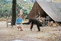 Jane odhalila v africkom pralese nečakanú pravdu: Takéto sú v skutočnosti šimpanzy!