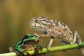 Chameleón to už nevydržal a vyriešil to radikálne: Čuš už!