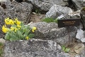 V najväčšej tatranskej botanickej záhrade nájdete 300 vzácnych rastlín: Japonského princa očaril bodliak!