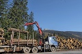 Kam miznú slovenské lesy?! Megalomanská ťažba môže pokračovať ešte 30 rokov