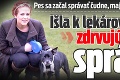 Pes sa začal správať čudne, majiteľka bola nesvoja: Išla k lekárovi a zistila zdrvujúcu správu!