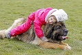 Dvojročná Betka je najmenšia cvičiteľka psov na Slovensku: 60-kilový chlpáč ju poslúcha na slovo!