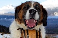 Horské stredisko v Alpách zakázalo bernardíny: Koniec psích 