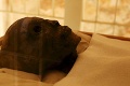 Mohol by to byť objav storočia! Vedci našli v Tutanchamonovej hrobke ďalšie dve miestnosti
