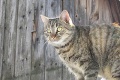 Keď ich uvidíte, zamilujete sa na prvý pohľad: Slováci ukázali mačky s najkrajšími očami!