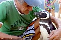 Nevšedná láska medzi tučniakom a človekom: Neuveríte, čo preňho zviera každý rok robí!
