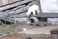 Neuveriteľná krutosť! Muž hodil svojho psa ľadovému medveďovi!