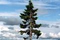 Pozeráte sa na najstarší strom na svete: Má vyše 9 tisíc rokov!