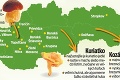 Kam sa vybrať na huby? Čo musíte vedieť? Pozrite si prehľadnú mapu Slovenska