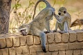 Opičky prichytené v intímnej situácii: Prosím ťa, len si teraz neuľav!