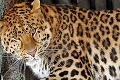 Horor na strednej škole: Nabehol tam leopard a zranil niekoľko ľudí!