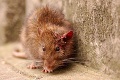 Potkany sa vlámali do domu, aby si tam zriadili pôrodnicu!