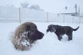 FOTO: Leonberger Milada si zimu užíva zahrabaná do snehu!