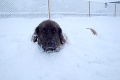 FOTO: Leonberger Milada si zimu užíva zahrabaná do snehu!