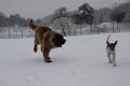 FOTO: Leonberger Milada si zimu užíva zahrabaná do snehu!