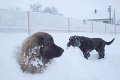 FOTO: Leonberger Milada si zimu užíva zahrabaná do snehu!