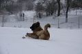 FOTO: Leonberger Milada si zimu užíva zahrabaná do snehu!