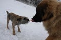 FOTO: Leonberger Milada si zimu užíva zahrabaná do snehu!