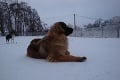 FOTO: Leonberger Milada si zimu užíva zahrabaná do snehu!