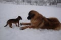 FOTO: Leonberger Milada si zimu užíva zahrabaná do snehu!