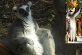 VIDEO: Najznámejší lemur Kráľ Julien si odtrsal do ZOO