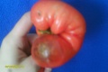 Nemravníci zo záhrady: Naozaj viete, ako sa rozmnožujú rajčiny?