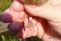 Pomýlený vtáčik z Uralu: Tento drobček letel zlým smerom až 5000 km!