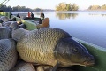 Povodne ohrozili kaprov: Budeme mať na Ježiška cudzincov?