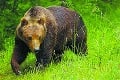 V pondelok je Svetový deň divej prírody: Ohrozené druhy žijú aj na Slovensku