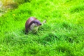 V zoo riešili nezvyčajný problém: Rozkošná vydra sa dala na útek! Aha, kde ju našli po 4 dňoch