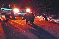 Hlavný veterinár Zoo Bojnice: Zastrelená medvedica strašne trpela!