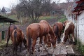 Zodratého Pejka majiteľ „zabudol“ v lese: Záchranu našiel v útulku