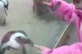 Tučniak na diaľkové ovládanie: Stačí iba prstom ukázať a už tancuje!