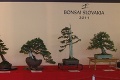 Výstava bonsajov v Nitre: Najstarší stromček má 250 rokov!