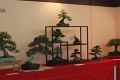 Výstava bonsajov v Nitre: Najstarší stromček má 250 rokov!