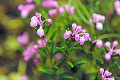 Botanická záhrada uprostred veľhôr: Kvitnú najvoňavejšie poklady Tatier
