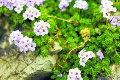 Botanická záhrada uprostred veľhôr: Kvitnú najvoňavejšie poklady Tatier