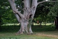 Buk, z ktorého naskakujú zimomriavky: V Anglicku majú najškaredší strom!