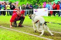 Aljašský malamut Jazda to všetkým natrela: Potiahla vyše 2,4 tony!