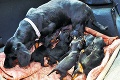 Zostanú pokope! Psia mama s ôsmimi drobcami má nový domov