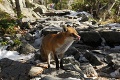 Pózuje turistom za salámový chlieb: Hrdzaňa sa stáva maskotom Tatier!