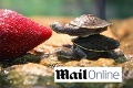 Miniatúrne korytnačky: Ako sa len do tej jahody zahryznúť?