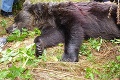 Vo Vysokých Tatrách vyčíňajú medvede: Ste za ich odstrel?