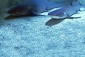 Živé žraloky: V Nitre môžete vidieť hrôzostrašné morské príšery