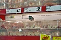 Na návšteve v supermarkete: Vrabec prišiel pozrieť mrazených kamošov!