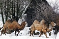 Obyvatelia bojnickej zoo v mrazoch: Kráľovnou zimy suverénka ťava!