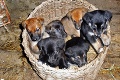 V dome si zriadila psí útulok: 15 chlpáčov uniklo smrti vďaka Márii!