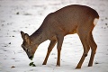 Obete silných mrazov: Lesná zver hynie od hladu a vyčerpania!