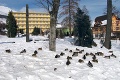 Pozor, kam šliapete: Vo Vysokých Tatrách sa turisti potkýnajú o kačky!